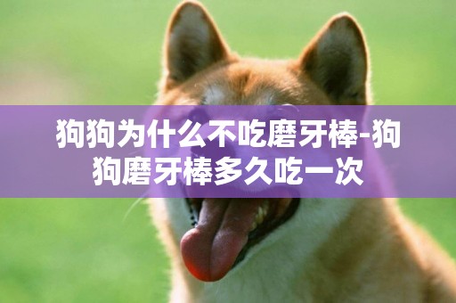 狗狗為什么不吃磨牙棒-狗狗磨牙棒多久吃一次