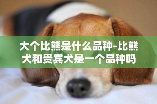 大個比熊是什么品種-比熊犬和貴賓犬是一個品種嗎