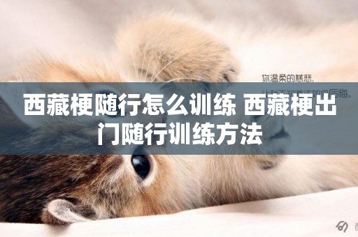 西藏梗隨行怎么訓練 西藏梗出門隨行訓練方法