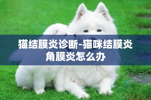貓結膜炎診斷-貓咪結膜炎角膜炎怎么辦