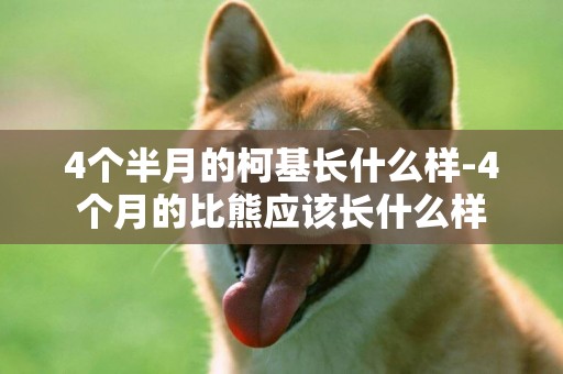 4個半月的柯基長什么樣-4個月的比熊應該長什么樣