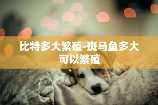 比特多大繁殖-斑馬魚多大可以繁殖