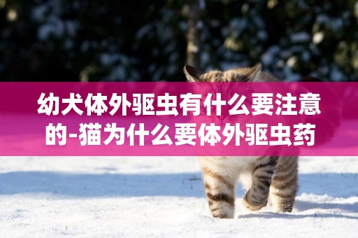 幼犬體外驅蟲有什么要注意的-貓為什么要體外驅蟲藥