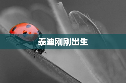 泰迪剛剛出生
