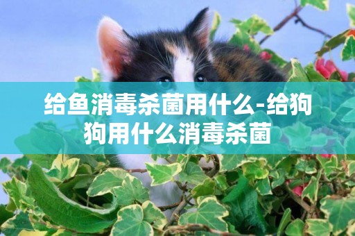 給魚消毒殺菌用什么-給狗狗用什么消毒殺菌