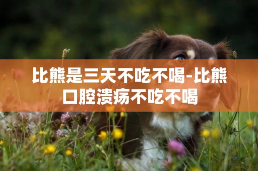 比熊是三天不吃不喝-比熊口腔潰瘍不吃不喝