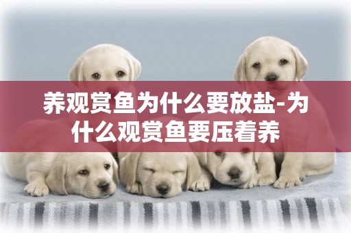 養觀賞魚為什么要放鹽-為什么觀賞魚要壓著養