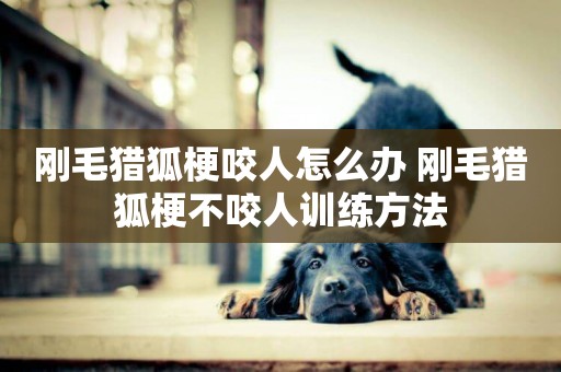 剛毛獵狐梗咬人怎么辦 剛毛獵狐梗不咬人訓練方法