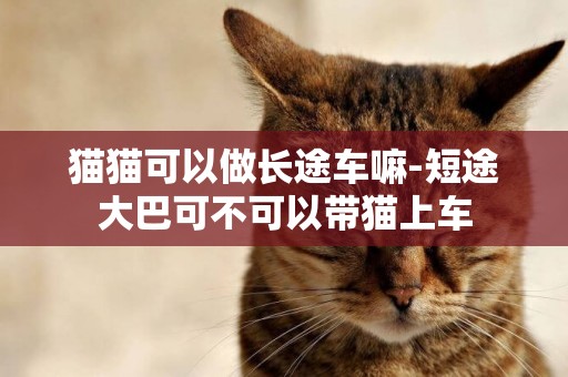 貓貓可以做長途車嘛-短途大巴可不可以帶貓上車