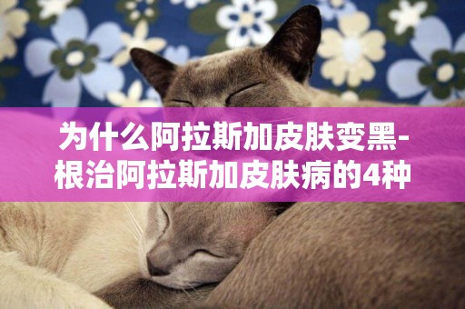 為什么阿拉斯加皮膚變黑-根治阿拉斯加皮膚病的4種方法