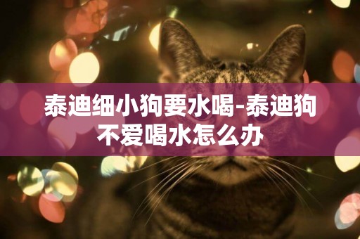 泰迪細小狗要水喝-泰迪狗不愛喝水怎么辦