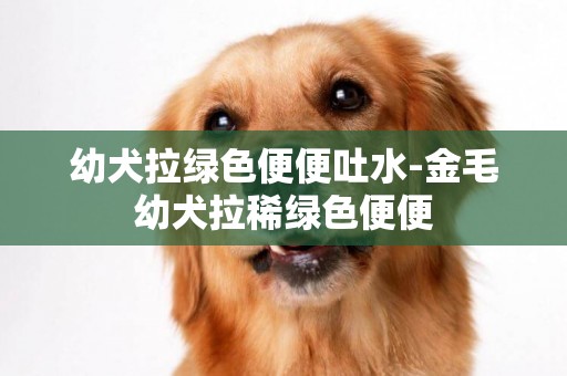 幼犬拉綠色便便吐水-金毛幼犬拉稀綠色便便