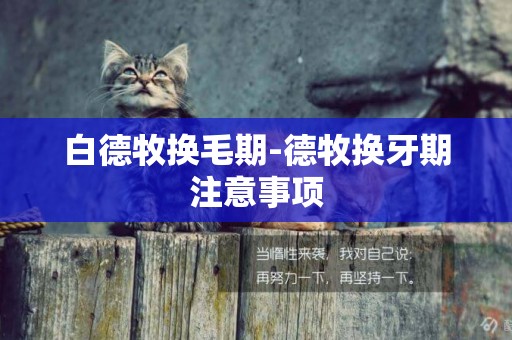 白德牧換毛期-德牧換牙期注意事項
