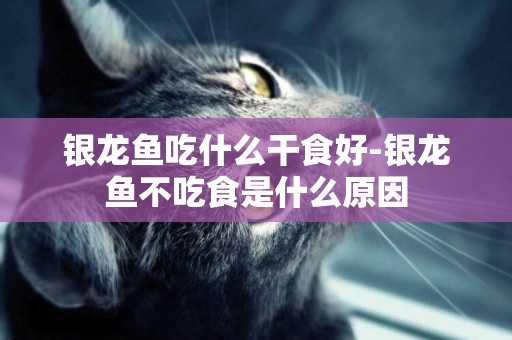 銀龍魚吃什么干食好-銀龍魚不吃食是什么原因