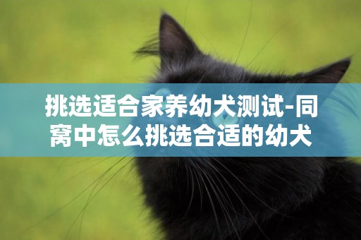 挑選適合家養幼犬測試-同窩中怎么挑選合適的幼犬