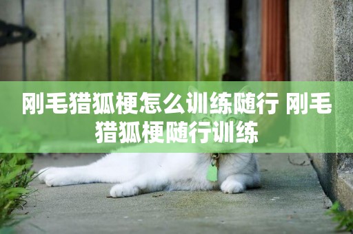 剛毛獵狐梗怎么訓練隨行 剛毛獵狐梗隨行訓練