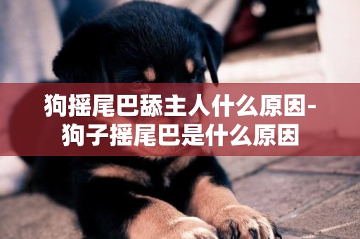 狗搖尾巴舔主人什么原因-狗子搖尾巴是什么原因
