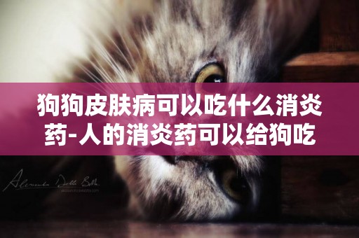 狗狗皮膚病可以吃什么消炎藥-人的消炎藥可以給狗吃嗎