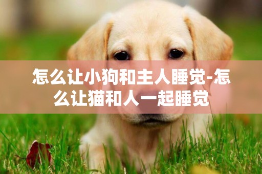怎么讓小狗和主人睡覺-怎么讓貓和人一起睡覺