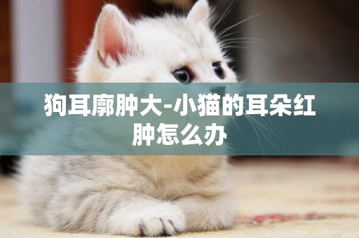 狗耳廓腫大-小貓的耳朵紅腫怎么辦