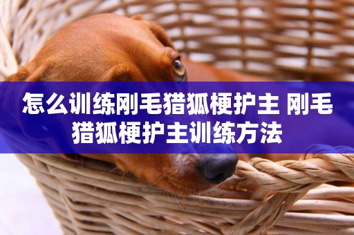 怎么訓練剛毛獵狐梗護主 剛毛獵狐梗護主訓練方法
