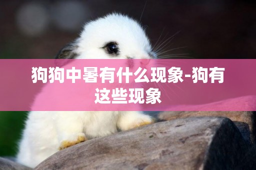 狗狗中暑有什么現象-狗有這些現象