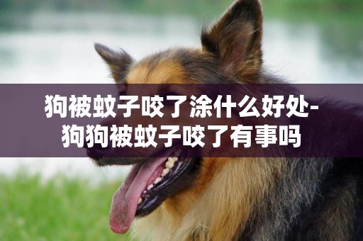 狗被蚊子咬了涂什么好處-狗狗被蚊子咬了有事嗎