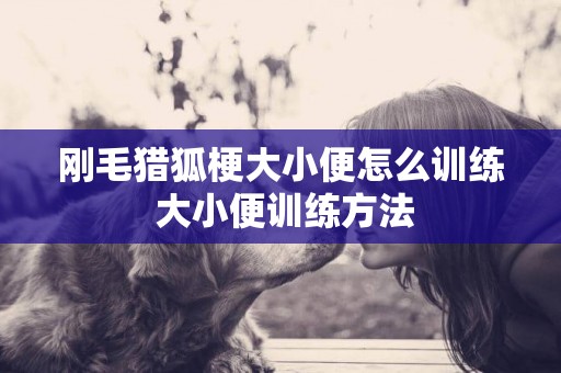 剛毛獵狐梗大小便怎么訓練 大小便訓練方法