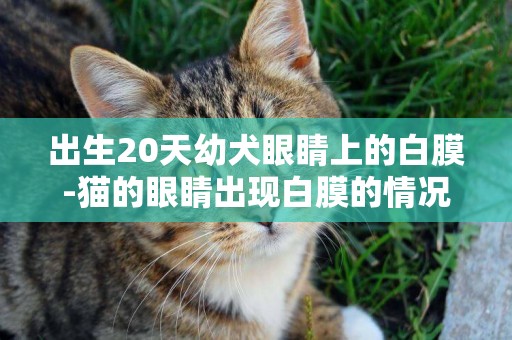 出生20天幼犬眼睛上的白膜-貓的眼睛出現白膜的情況能自愈嗎
