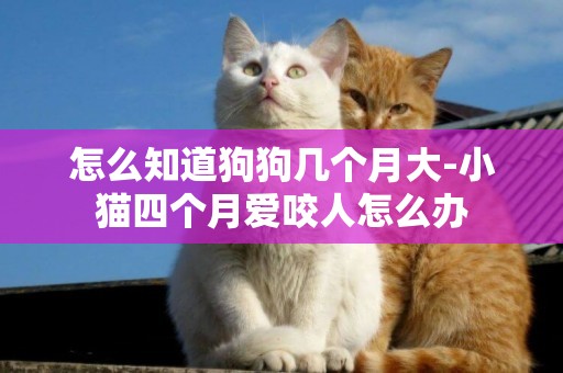 怎么知道狗狗幾個月大-小貓四個月愛咬人怎么辦