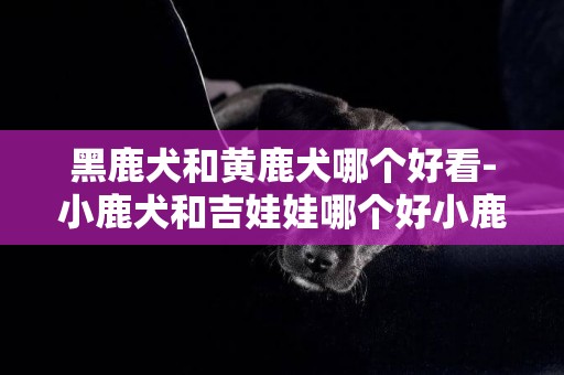 黑鹿犬和黃鹿犬哪個好看-小鹿犬和吉娃娃哪個好小鹿犬和吉娃娃的區別