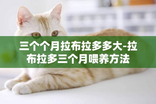三個個月拉布拉多多大-拉布拉多三個月喂養方法