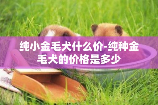 純小金毛犬什么價-純種金毛犬的價格是多少