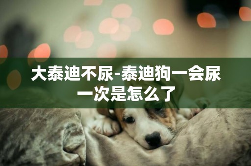 大泰迪不尿-泰迪狗一會尿一次是怎么了