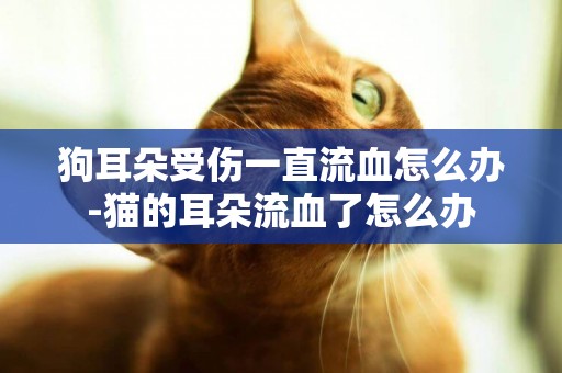 狗耳朵受傷一直流血怎么辦-貓的耳朵流血了怎么辦