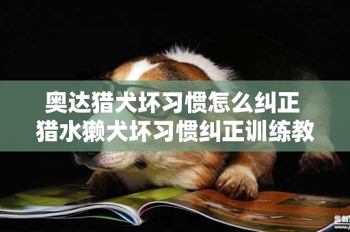 奧達獵犬壞習慣怎么糾正 獵水獺犬壞習慣糾正訓練教程