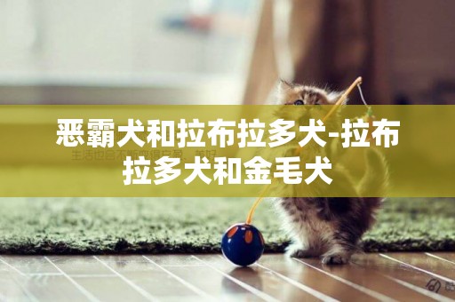 惡霸犬和拉布拉多犬-拉布拉多犬和金毛犬