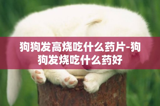 狗狗發高燒吃什么藥片-狗狗發燒吃什么藥好