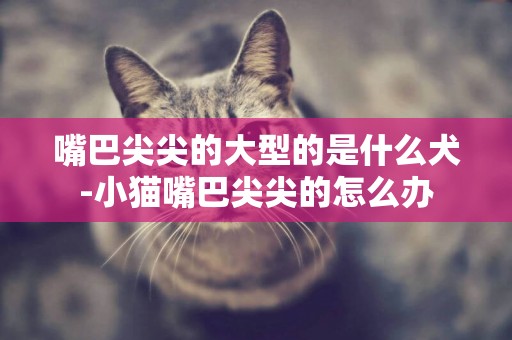 嘴巴尖尖的大型的是什么犬-小貓嘴巴尖尖的怎么辦