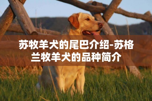 蘇牧羊犬的尾巴介紹-蘇格蘭牧羊犬的品種簡介