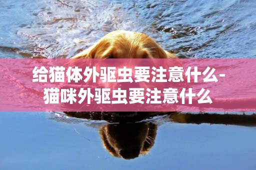給貓體外驅蟲要注意什么-貓咪外驅蟲要注意什么