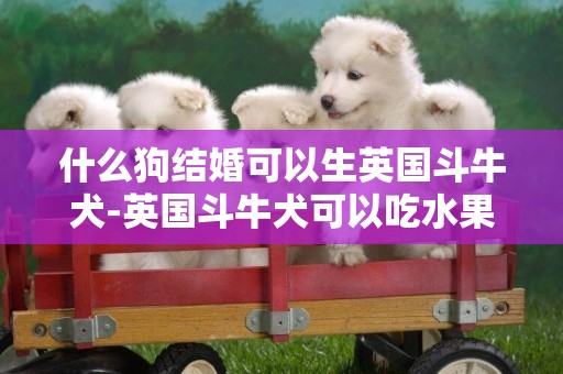 什么狗結婚可以生英國斗牛犬-英國斗牛犬可以吃水果嗎