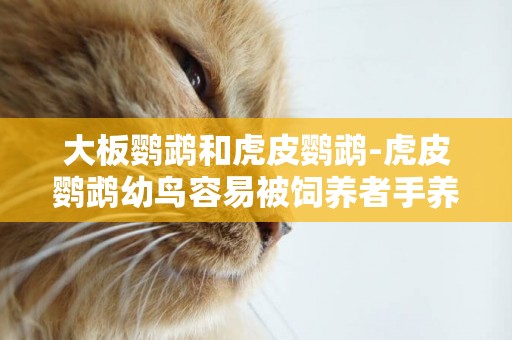 大板鸚鵡和虎皮鸚鵡-虎皮鸚鵡幼鳥容易被飼養者手養的原因