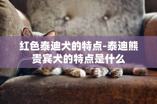 紅色泰迪犬的特點-泰迪熊貴賓犬的特點是什么