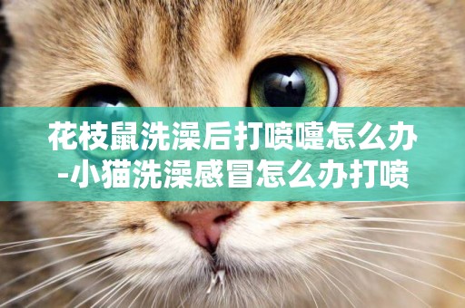 花枝鼠洗澡后打噴嚏怎么辦-小貓洗澡感冒怎么辦打噴嚏