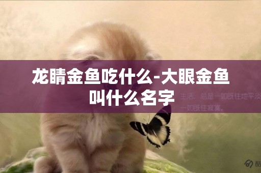 龍睛金魚吃什么-大眼金魚叫什么名字