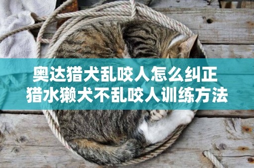 奧達獵犬亂咬人怎么糾正 獵水獺犬不亂咬人訓練方法