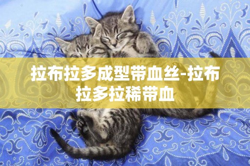 拉布拉多成型帶血絲-拉布拉多拉稀帶血