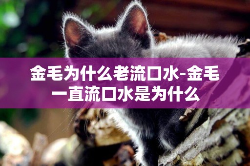 金毛為什么老流口水-金毛一直流口水是為什么