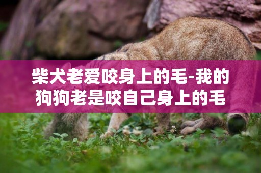 柴犬老愛咬身上的毛-我的狗狗老是咬自己身上的毛